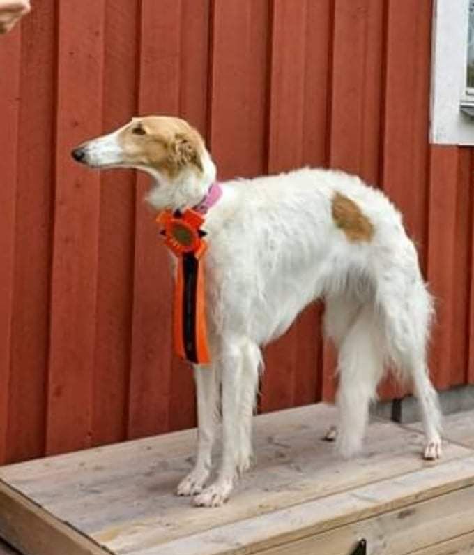 Vad är BPH?

﻿Beteende – och personlighetsbeskrivning hund, BPH, är som namnet anger en beskrivning av hundars mentalitet och personlighet. Den sker på en standardiserad bana där hunden får uppleva olika situationer.

Hundens reaktioner beskrivs och ger sammantaget en uppfattning om hundens mentalitet och personlighet. Föraren, vanligen du som hundägare, går beskrivningsbanan tillsammans med hunden. Inga förkunskaper krävs och du får information längs banan av testledaren medan beskrivaren noterar hundens reaktioner.

Syftet med BPH är att bidra till ökad kunskap om hundars mentalitet. Den vänder sig till såväl uppfödare som vill få en bild av de hundar som ingår i avelsarbetet som till den enskilda hundägaren som vill lära sig mer om den egna hundens mentala egenskaper. BPH stambokförs och redovisas i SKK Avelsdata och kan användas av special- och rasklubbar för att utvärdera rasers mentala egenskaper.

Beskrivning – inte prov

BPH är just en beskrivning och inte en prov- eller testform. Det betyder att din hund inte får betyg, poäng eller kan vinna priser. Inte heller får hunden beteckningen godkänd/icke godkänd. BPH är en officiell merit och när du och din hund gått BPH noteras beskrivningen som genomförd.


