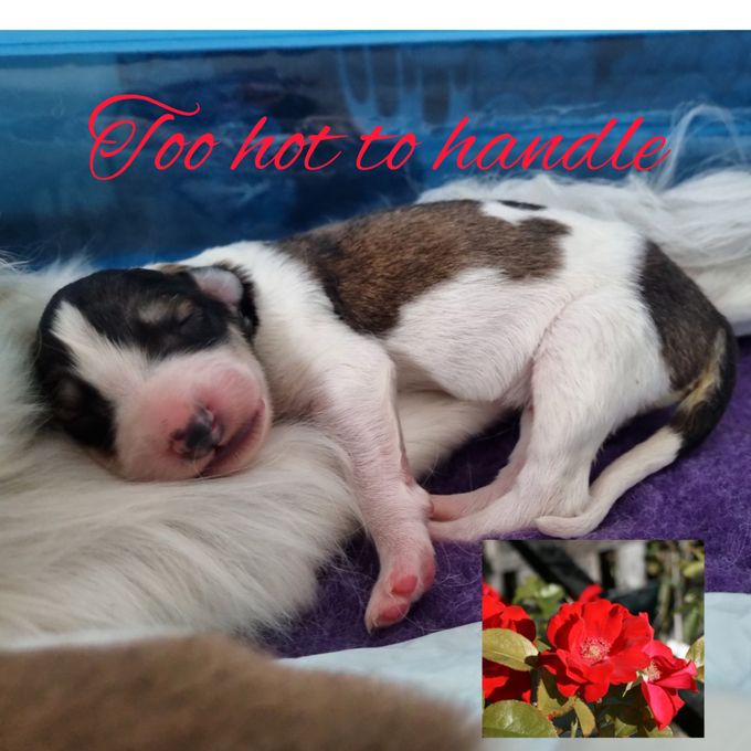 Valparna har fått sina namn ❣️🌹 temat denna gång är rosor🌹