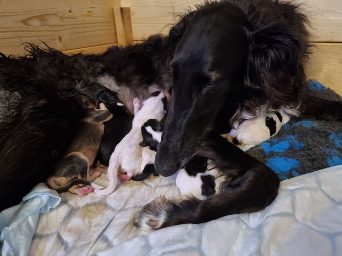 Doris lixom Dasha är så duktig mammi som tar hand om sina små på bästa sätt. 
